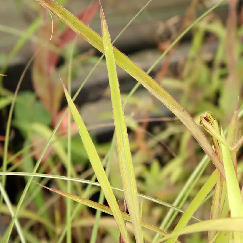 Spodiopogon sibiricus - Siberisch siergras (Blad)