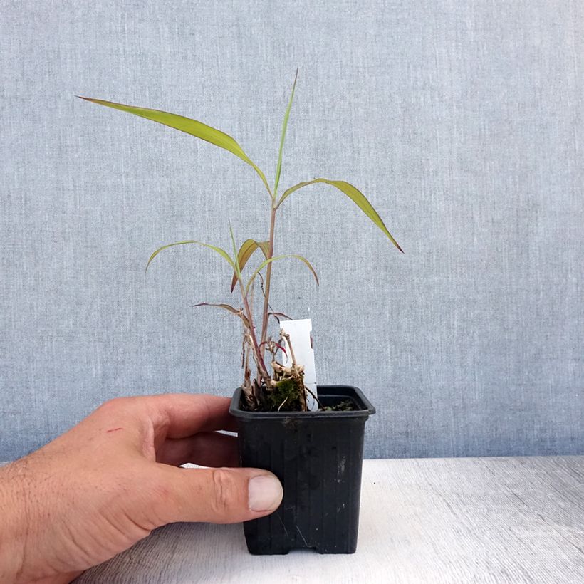 Exemplaar van Spodiopogon sibiricus West Lake - Siberisch siergras Kweekpotje van 8/9 cm zoals geleverd in de zomer