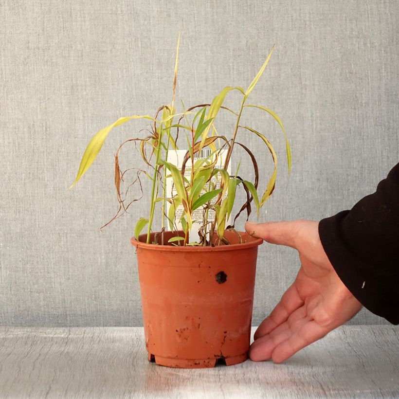Exemplaar van Spodiopogon sibiricus West Lake - Siberisch siergras Pot van 1 l/1,5 l zoals geleverd in de herfst