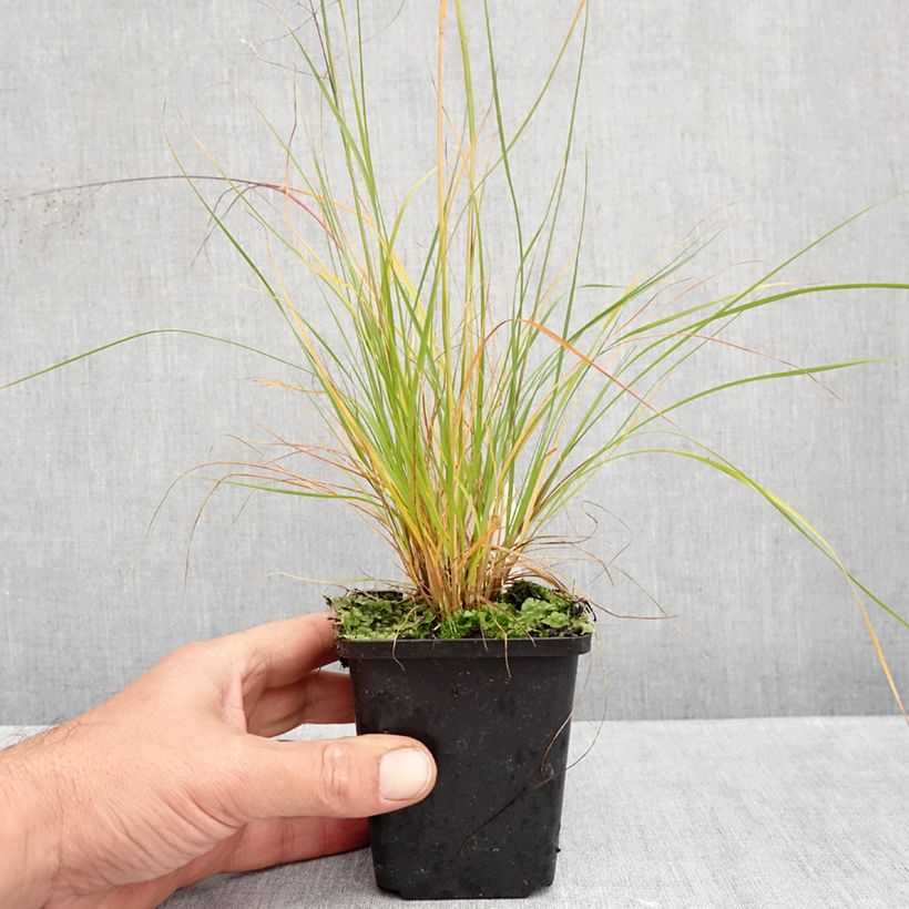 Exemplaar van Sporobolus heterolepis Cloud - Parelgras Kweekpotje van 8/9 cm zoals geleverd in de herfst