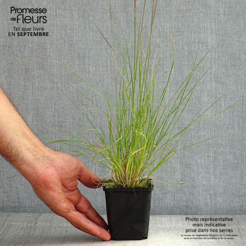 Exemplaar van Sporobolus heterolepis Cloud - Parelgras Kweekpotje van 8/9 cm zoals geleverd in de zomer