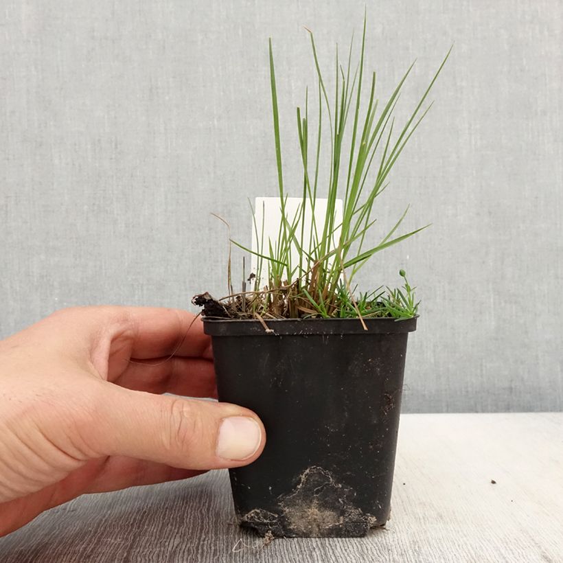 Exemplaar van Sporobolus heterolepis Cloud - Parelgras Kweekpotje van 8/9 cm zoals geleverd in de lente