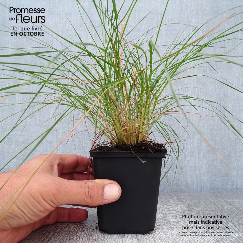 Exemplaar van Sporobolus heterolepis - Parelgras Kweekpotje van 8/9 cm zoals geleverd in de herfst