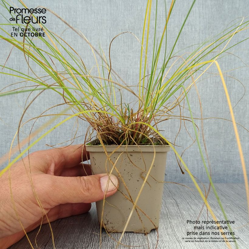 Exemplaar van Sporobolus heterolepis Wisconsin Strain - Parelgras Kweekpotje van 8/9 cm zoals geleverd in de herfst