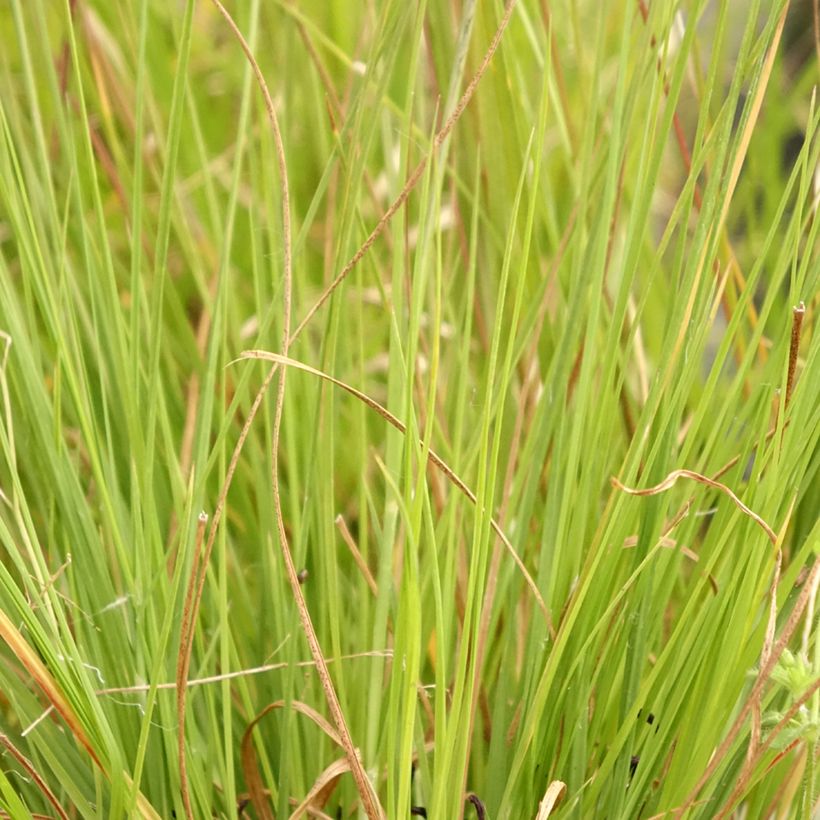 Sporobolus heterolepis Wisconsin Strain - Parelgras (Blad)