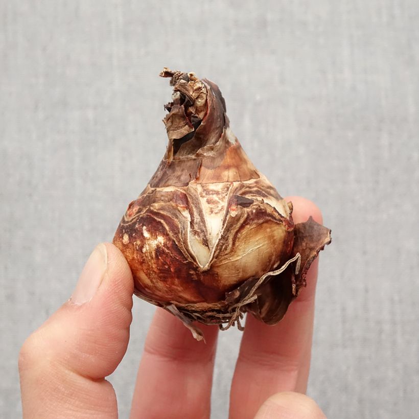 Exemplaar van Sprekelia formosissima - Goudlelie Bol kaliber 16+ zoals geleverd in de lente