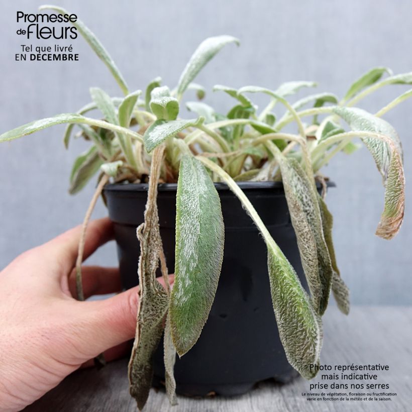Exemplaar van Stachys byzantina - Ezelsoor Pot van 2 l/3 l zoals geleverd in de herfst