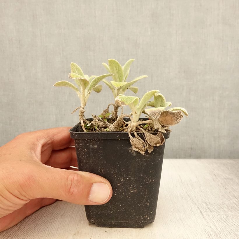 Exemplaar van Stachys byzantina Silver Carpet - Ezelsoor Kweekpotje van 8/9 cm zoals geleverd in de zomer