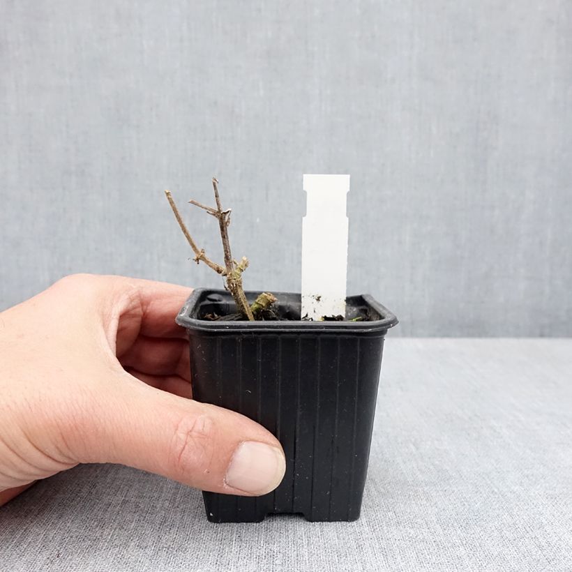 Exemplaar van Stachys coccinea - Epiaire rouge Kweekpotje van 8/9 cm zoals geleverd in de lente