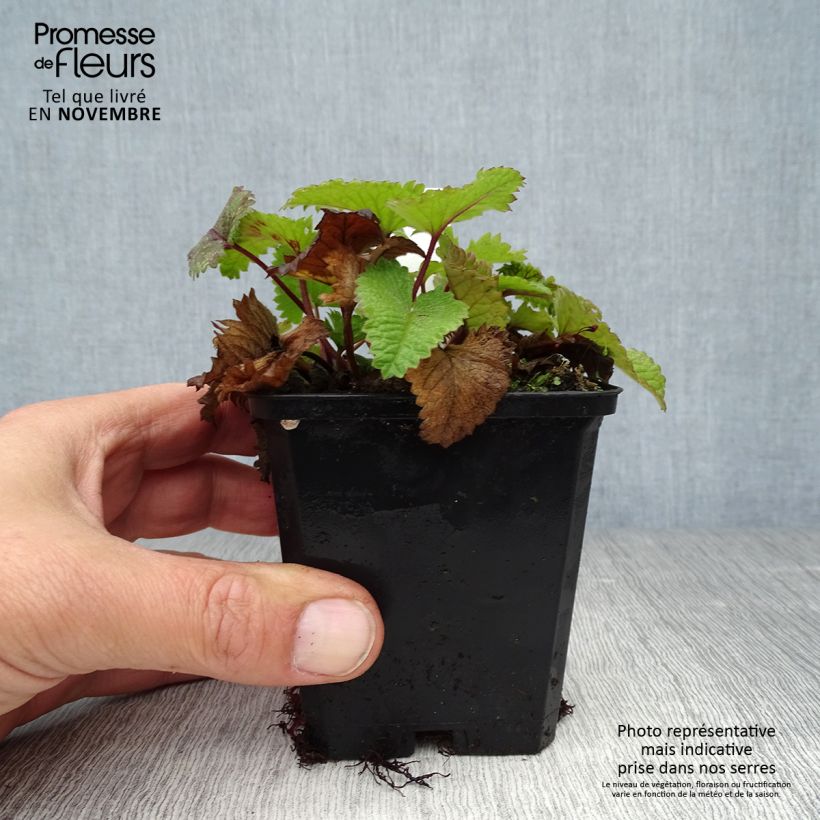 Exemplaar van Andoorn Superba - Stachys grandiflora Kweekpotje van 8/9 cm zoals geleverd in de herfst
