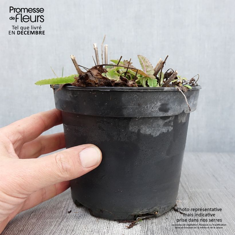 Exemplaar van Stachys monieri Hummelo - Andoorn Pot van 2 l/3 l zoals geleverd in de herfst