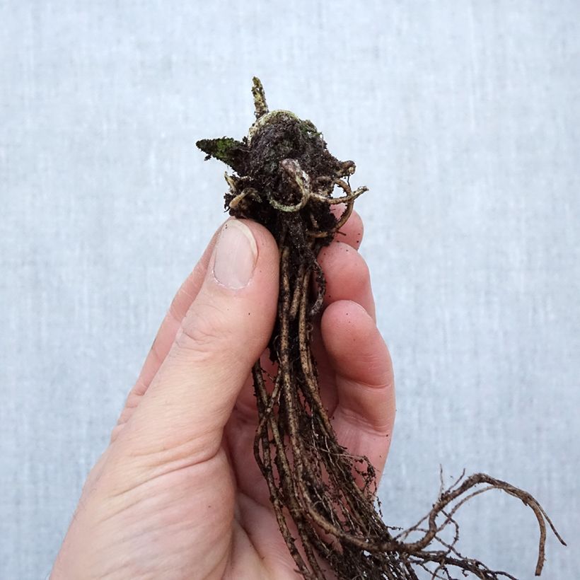 Exemplaar van Stachys monieri Hummelo - Andoorn Naakte wortel zoals geleverd in de winter