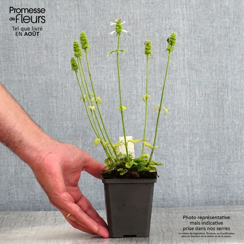 Exemplaar van Stachys officinalis Alba - Betonie Kweekpotje van 8/9 cm zoals geleverd in de zomer