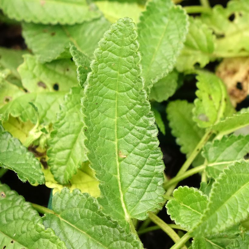 Stachys officinalis Alba - Betonie (Blad)
