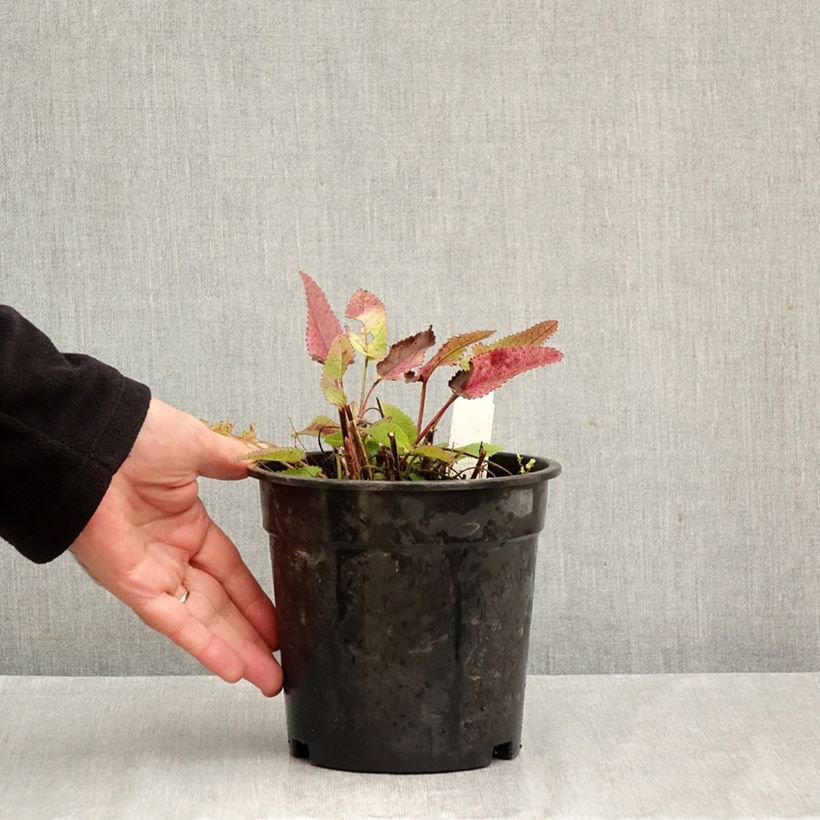 Exemplaar van Stachys officinalis Pink Cotton Candy - Betonie Pot van 2 l/3 l zoals geleverd in de herfst