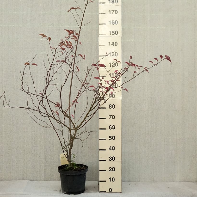 Exemplaar van Stachyurus chinensis Celina - Chinese staartaar Pot van 7,5 l/10 l zoals geleverd in de herfst