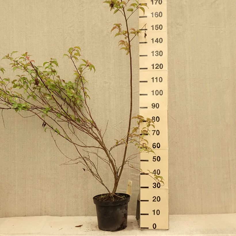 Exemplaar van Stachyurus chinensis Celina - Chinese staartaar Pot van 7,5 l/10 l zoals geleverd in de zomer
