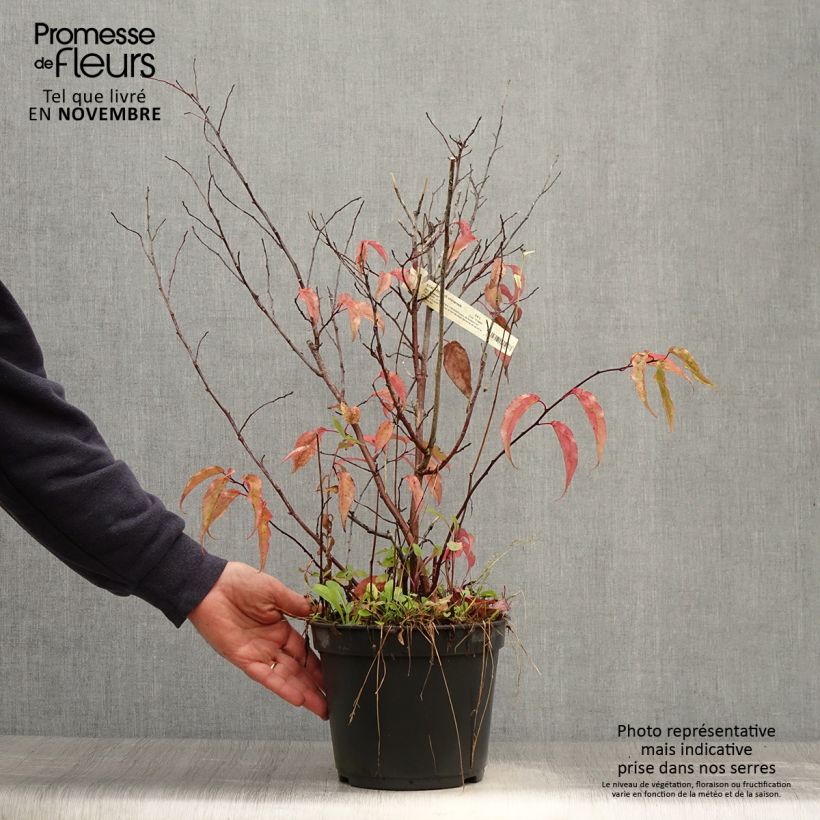 Exemplaar van Stachyurus chinensis Joy Forever - Chinese staartaar Pot van 2 l/3 l zoals geleverd in de herfst