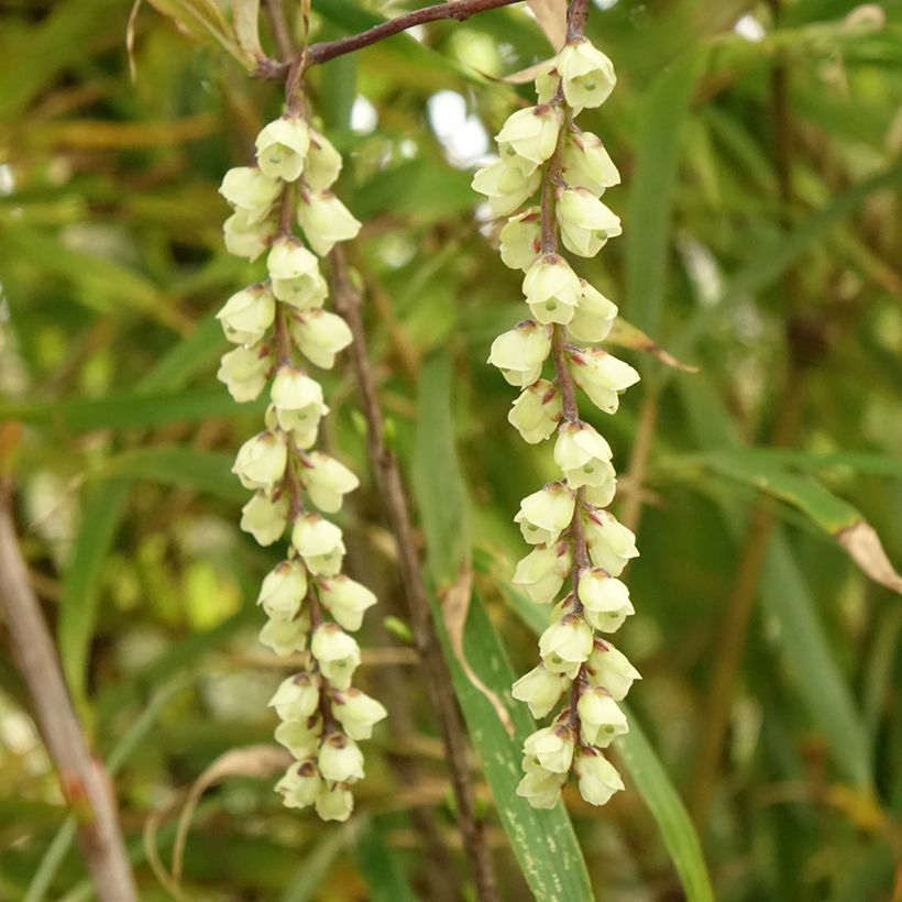 Stachyurus chinensis Joy Forever - Chinese staartaar (Bloei)