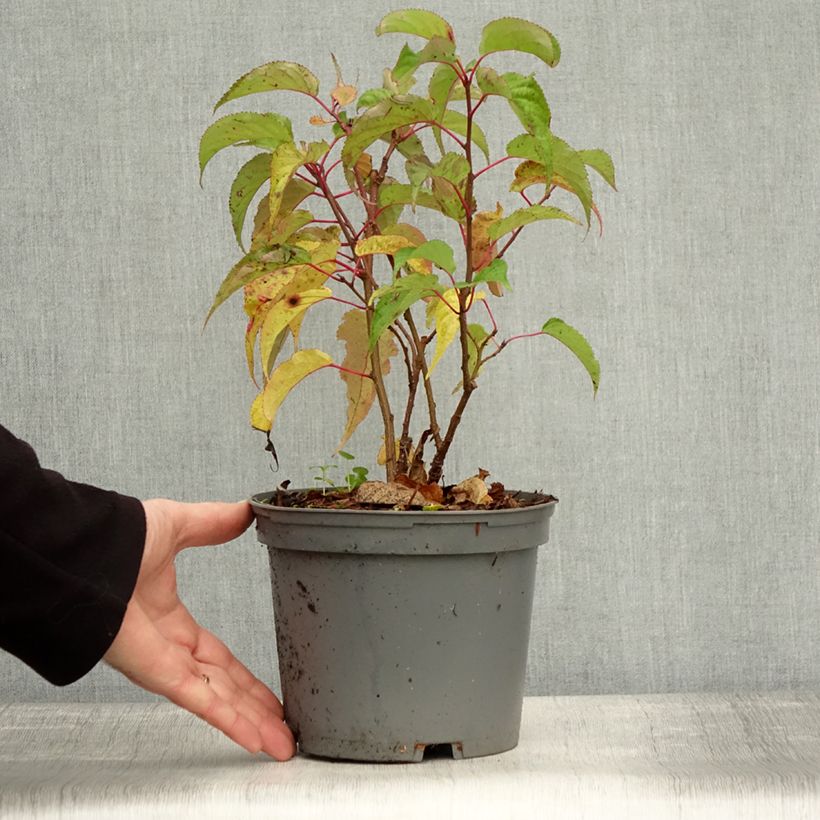 Exemplaar van Stachyurus praecox - Chinese staartaar Pot van 2 l/3 l zoals geleverd in de herfst