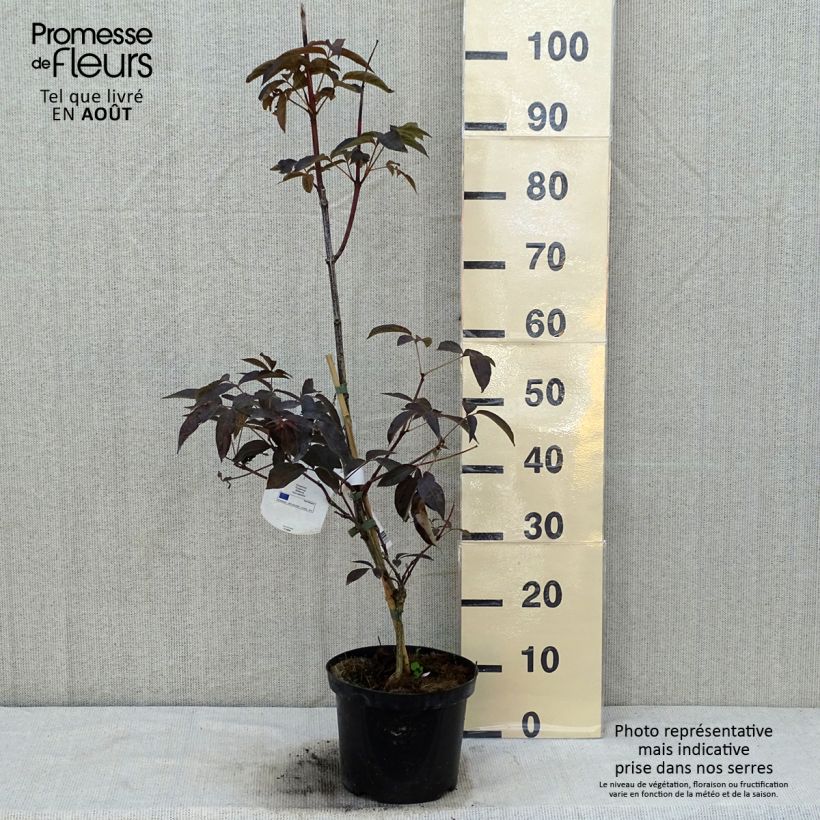Exemplaar van Staphylea colchica Black Beauty - Pimpernoot Pot van 4 l/5 l zoals geleverd in de zomer
