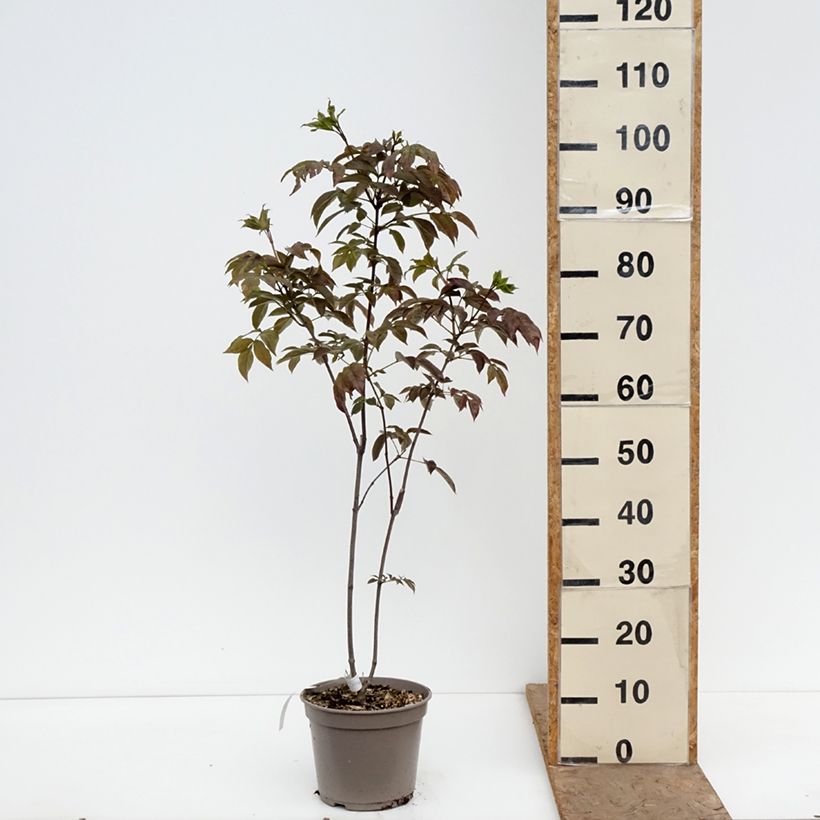 Exemplaar van Staphylea colchica Black Beauty - Pimpernoot Pot van 4 l/5 l zoals geleverd in de lente