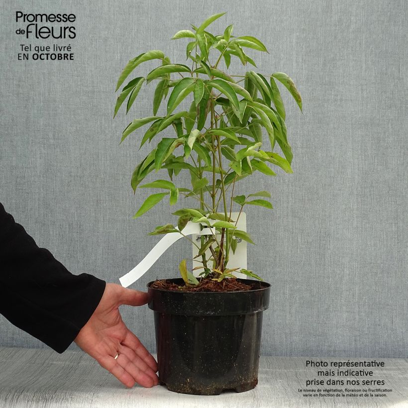 Exemplaar van Staphylea colchica - Pimpernoot Pot van 3 l/4 l zoals geleverd in de herfst