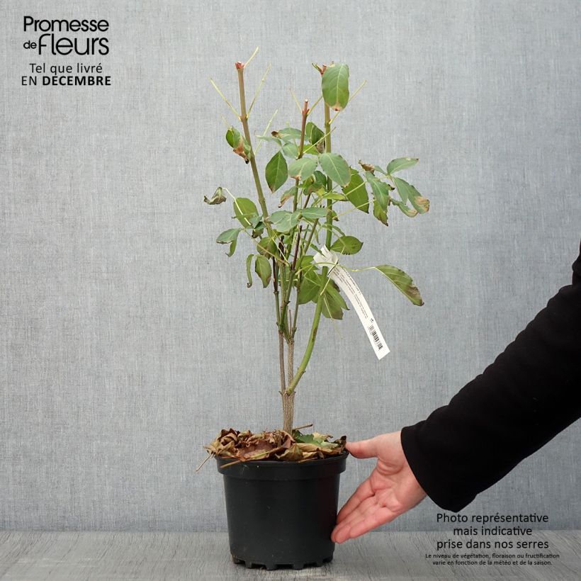 Exemplaar van Staphylea pinnata - Pimpernoot Pot van 3 l/4 l zoals geleverd in de herfst