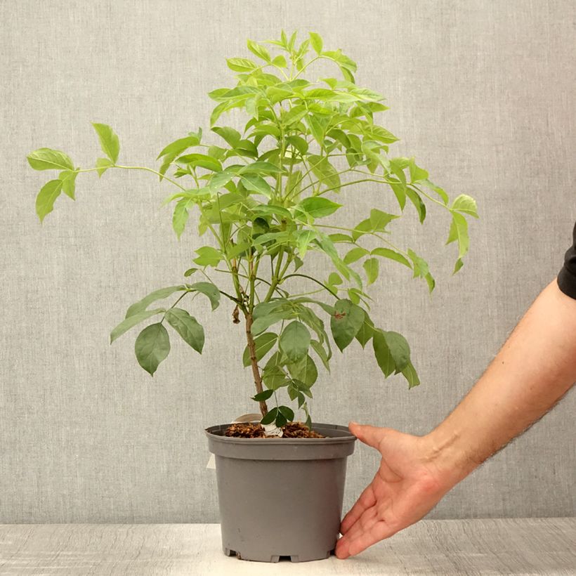 Exemplaar van Staphylea pinnata - Pimpernoot Pot van 3 l/4 l zoals geleverd in de zomer