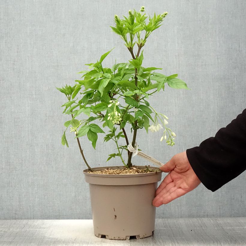 Example of Staphylea pinnata - Pimpernoot Pot van 3 l/4 l as you get in printemps