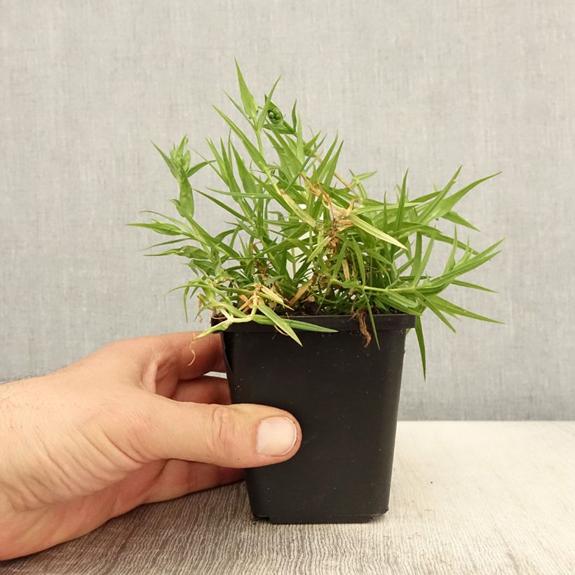 Exemplaar van Stellaria holostea - Grote muur Kweekpotje van 8/9 cm zoals geleverd in de lente