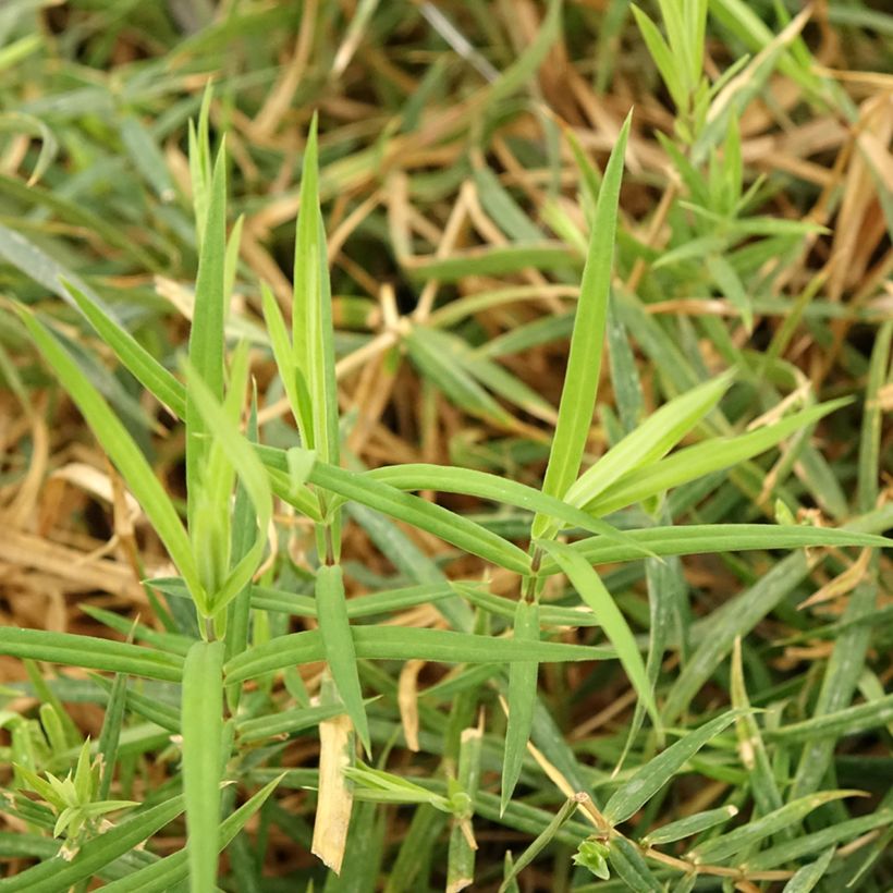 Stellaria holostea - Grote muur (Blad)