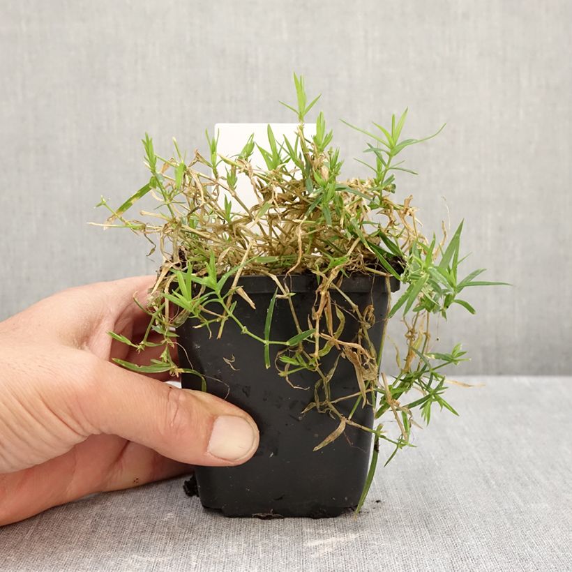 Exemplaar van Stellaria holostea - Grote muur Kweekpotje van 8/9 cm zoals geleverd in de herfst