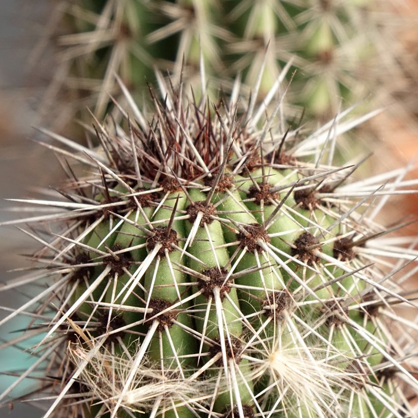Stenocereus thurberi - Orgelpijpcactus (Blad)