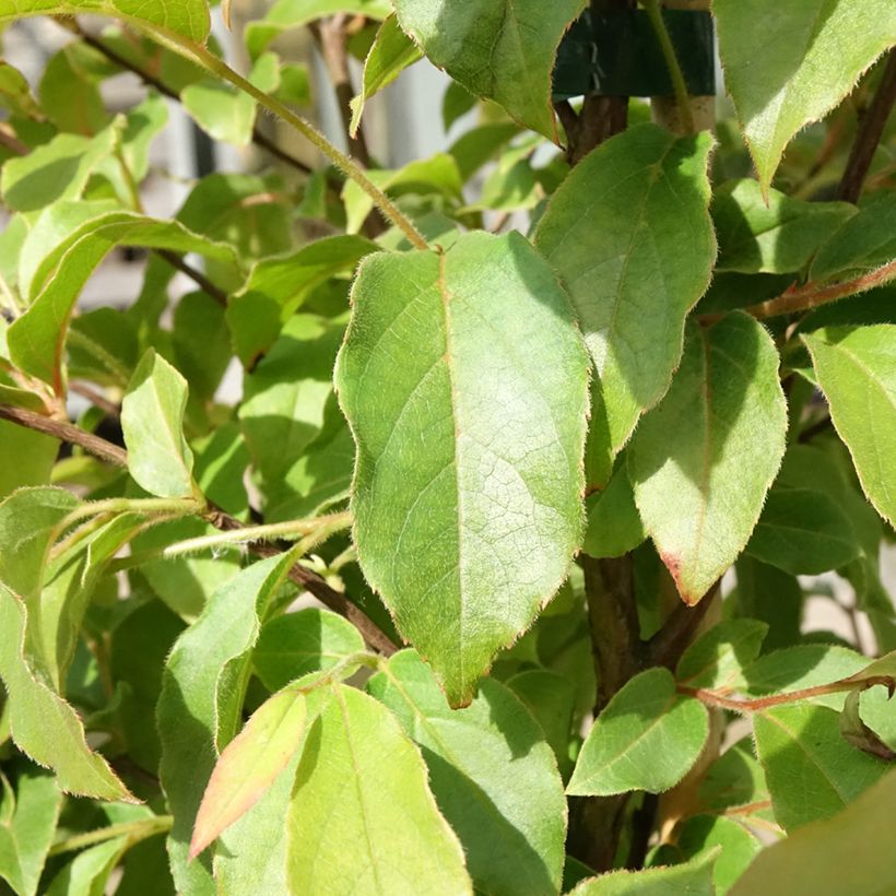 Stewartia monadelpha - Boomcamelia (Blad)