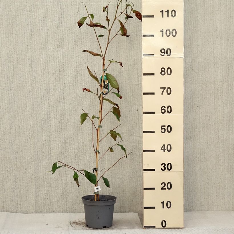 Exemplaar van Stewartia pseudocamellia - Schijncamelia Pot van 3 l/4 l zoals geleverd in de herfst