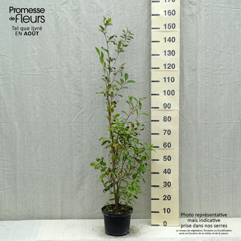 Exemplaar van Stewartia pseudocamellia - Schijncamelia Pot van 3 l/4 l zoals geleverd in de zomer