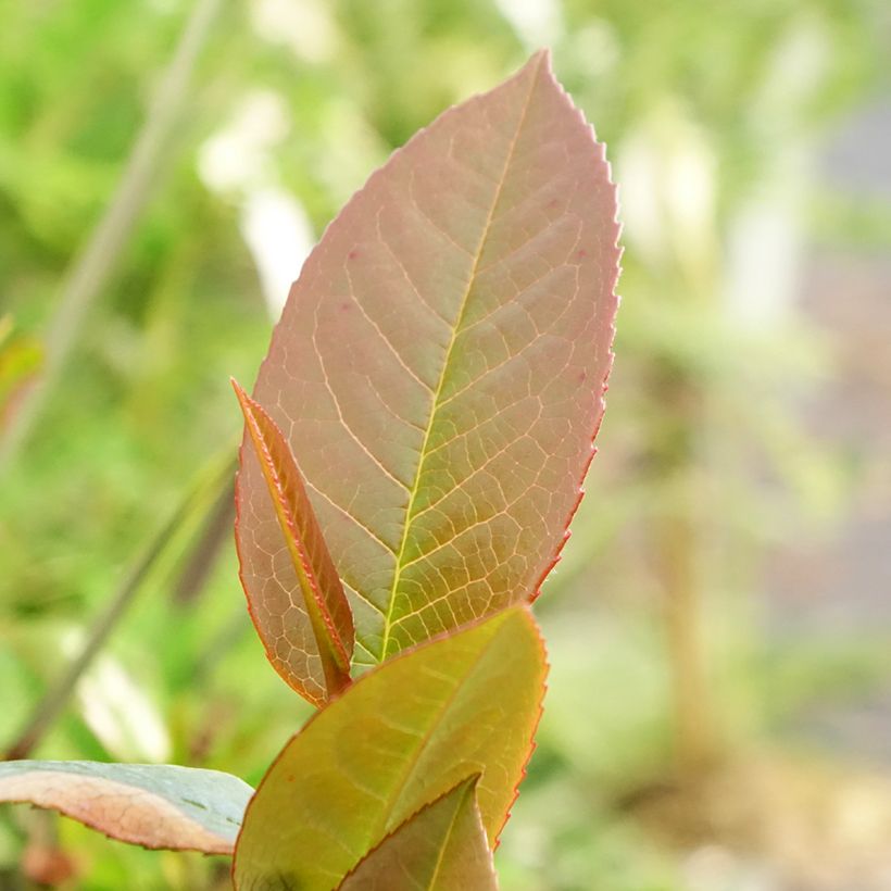 Stewartia pteropetiolata - Schijncamelia (Blad)