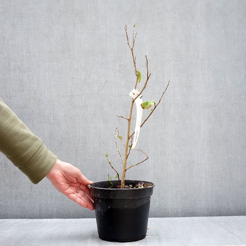 Exemplaar van Stewartia pteropetiolata - Schijncamelia Pot van 4 l/5 l zoals geleverd in de winter