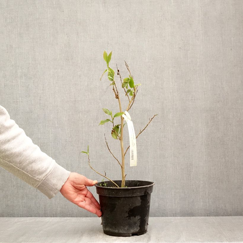 Exemplaar van Stewartia pteropetiolata - Schijncamelia Pot van 4 l/5 l zoals geleverd in de lente