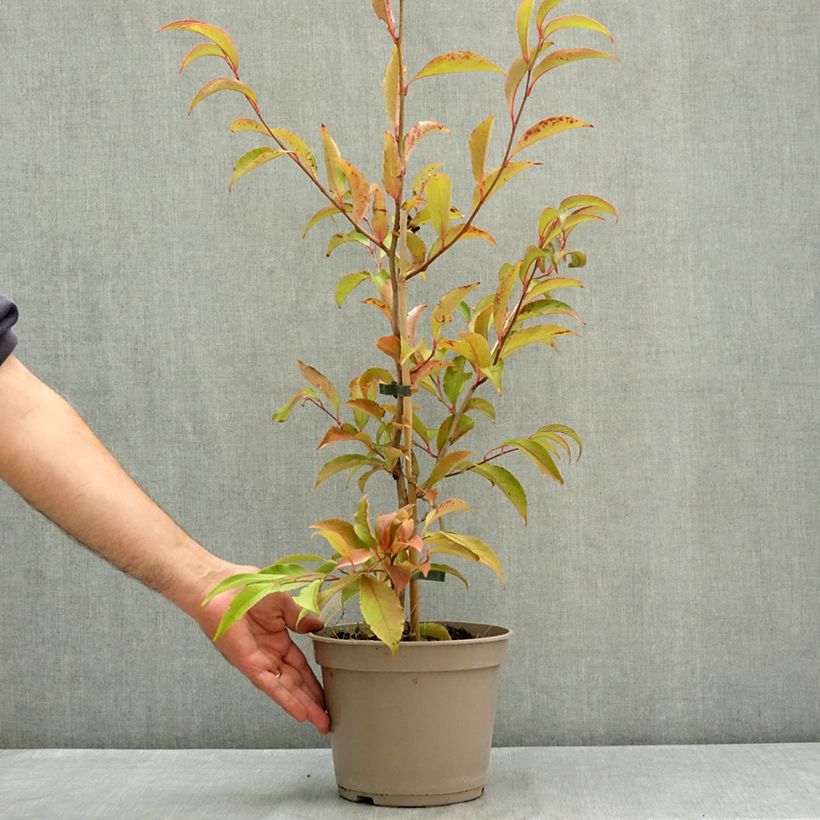 Exemplaar van Stewartia rostrata - Schijncamelia Pot van 4 l/5 l zoals geleverd in de zomer