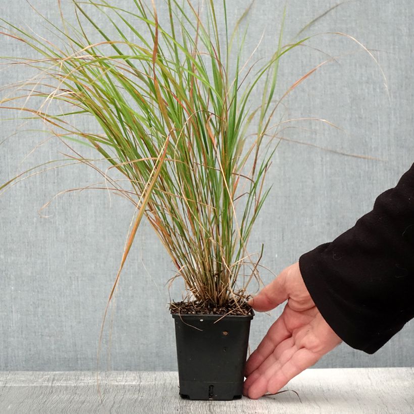 Exemplaar van Stipa arundinacea Sirocco - Fazantstaartgras Kweekpotje van 8/9 cm zoals geleverd in de herfst
