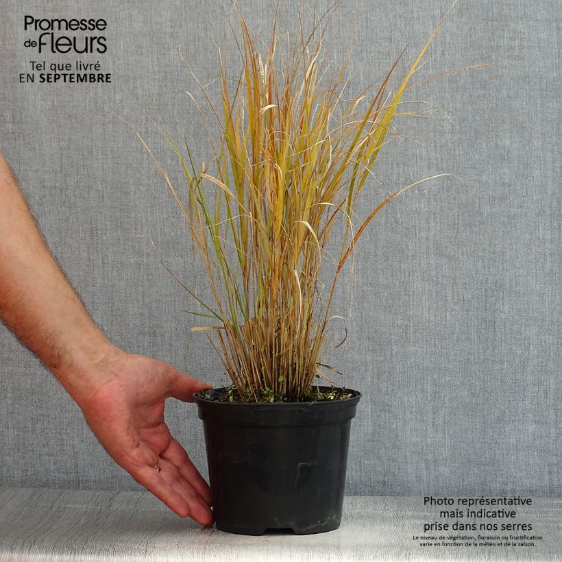 Exemplaar van Stipa arundinacea Sirocco - Fazantstaartgras Pot van 2 l/3 l zoals geleverd in de zomer