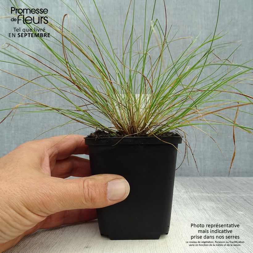 Exemplaar van Stipa capillata - Vedergras Kweekpotje van 8/9 cm zoals geleverd in de herfst
