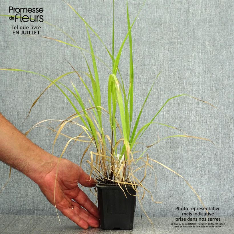 Exemplaar van Stipa extremiorientalis - Vedergras Kweekpotje van 8/9 cm zoals geleverd in de zomer