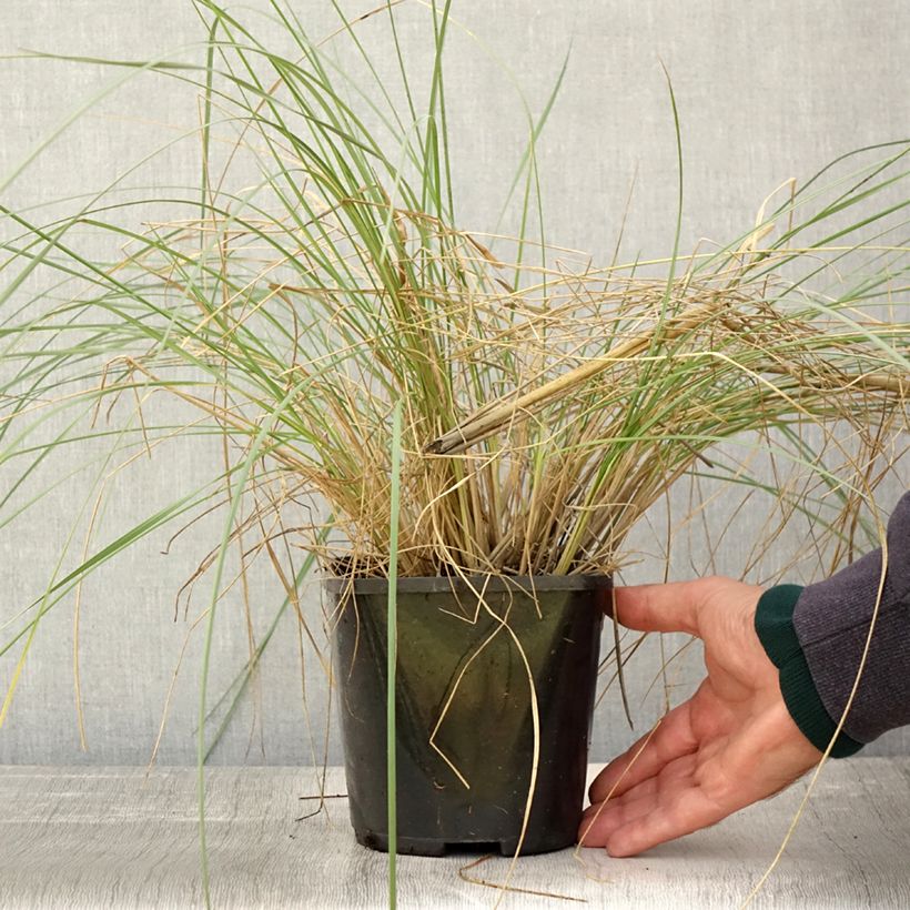 Exemplaar van Stipa gigantea - Reuzenvedergras Pot van 2 l/3 l zoals geleverd in de herfst