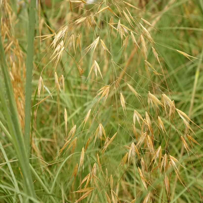 Stipa gigantea - Reuzenvedergras (Blad)
