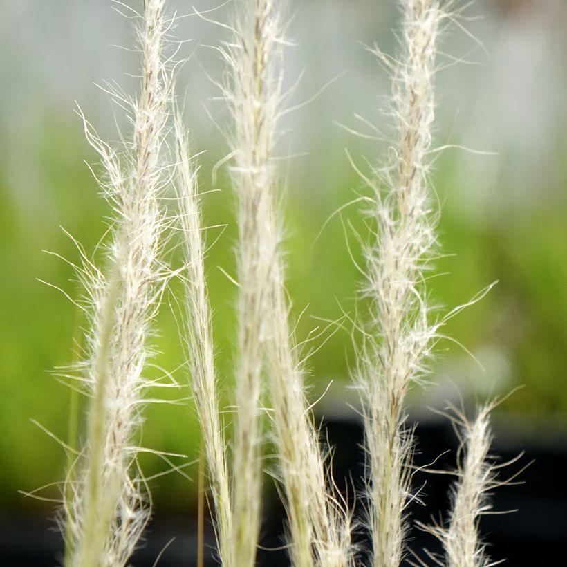 Stipa ichu - Peruviaans vedergras (Bloei)