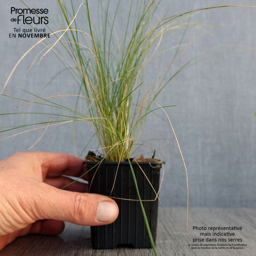 Exemplaar van Stipa ichu - Peruviaans vedergras Kweekpotje van 7/8 cm zoals geleverd in de herfst