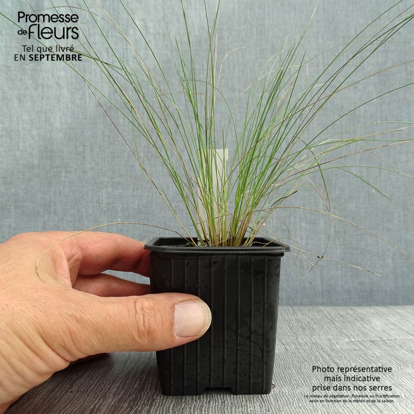 Exemplaar van Stipa pennata - Vedergras Kweekpotje van 8/9 cm zoals geleverd in de herfst
